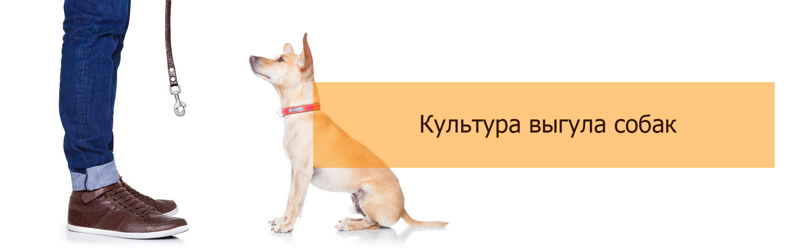 Культура выгула собак
