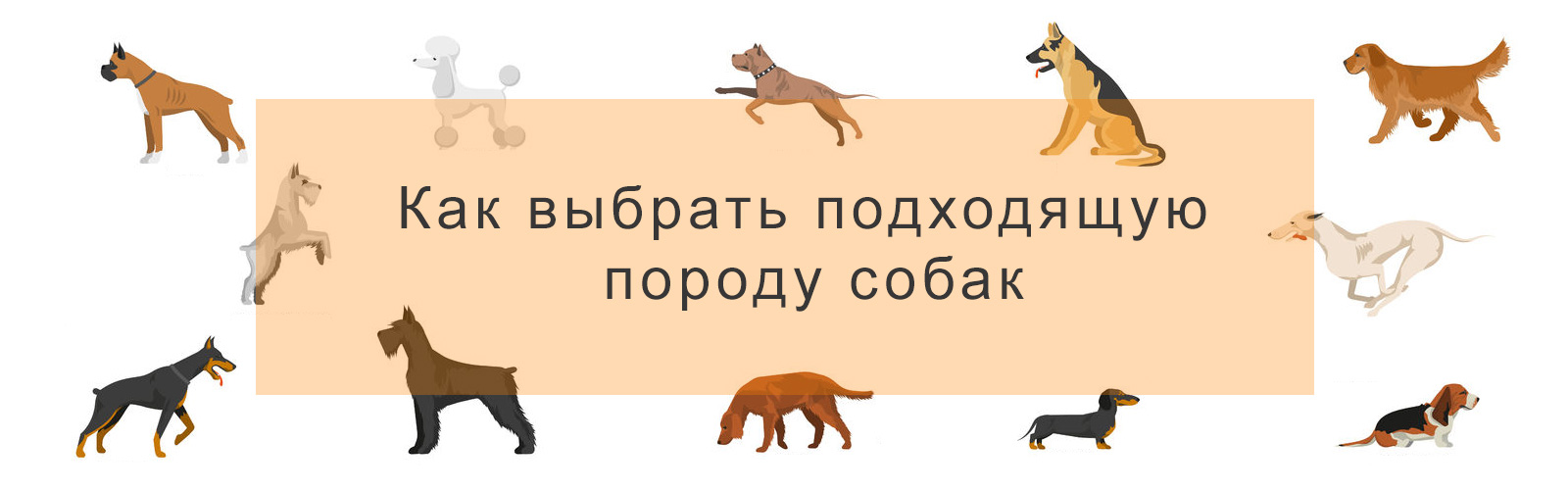Как выбрать подходящую породу собак